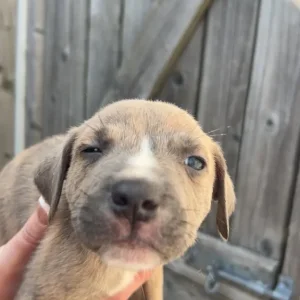 Terrier cross puppies (bull Wheaton greyhound) - Image 4