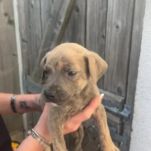 Terrier cross puppies (bull Wheaton greyhound) - Image 5