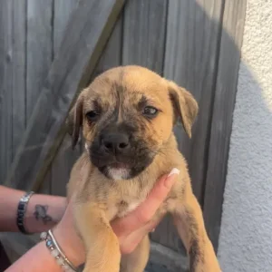 Terrier cross puppies (bull Wheaton greyhound) - Image 6