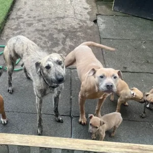 Terrier cross puppies (bull Wheaton greyhound) - Image 7