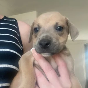 Terrier cross puppies (bull Wheaton greyhound) - Image 8