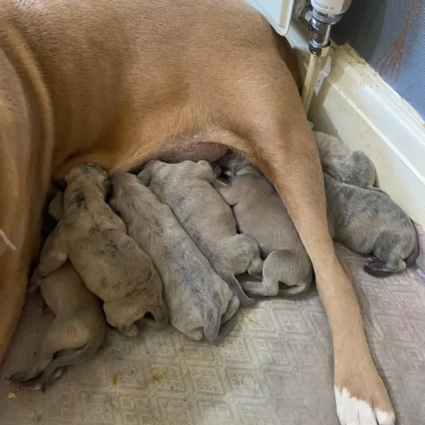 Terrier cross puppies (bull Wheaton greyhound)