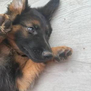 German Shepherd Puppies from a Real Family - Image 2
