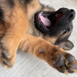 German Shepherd Puppies from a Real Family - Image 3