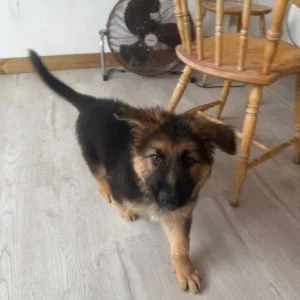 German Shepherd Puppies from a Real Family - Image 4