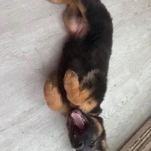 German Shepherd Puppies from a Real Family - Image 5