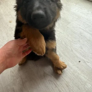 German Shepherd Puppies from a Real Family - Image 6