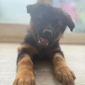 German Shepherd Puppies from a Real Family - Image 7