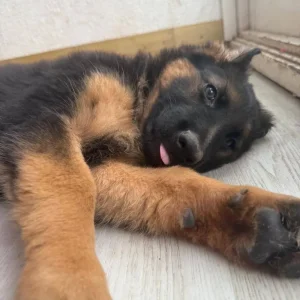 German Shepherd Puppies from a Real Family - Image 8