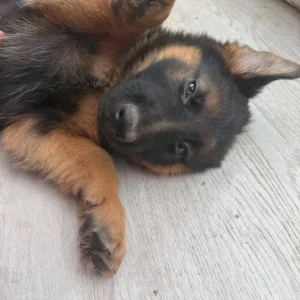 German Shepherd Puppies from a Real Family