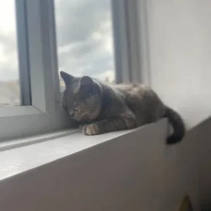 British Shorthair - Image 2