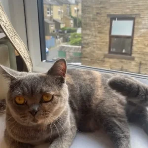 British Shorthair - Image 3