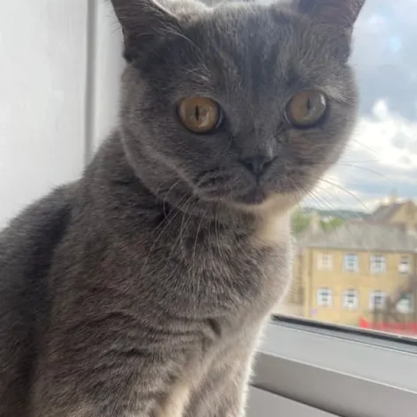 British Shorthair