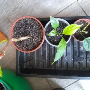 Indoor Plants Collection - Image 2
