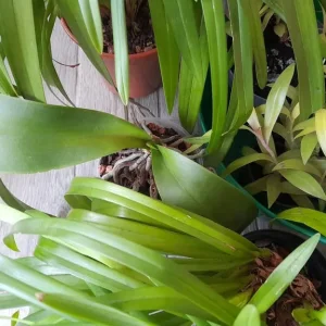 Indoor Plants Collection - Image 3