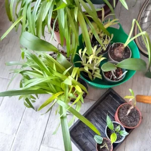 Indoor Plants Collection