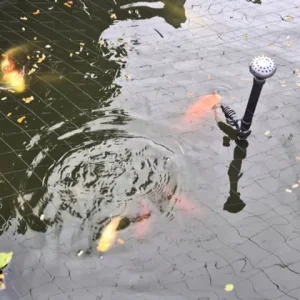 Koi and goldfish to go - Image 2