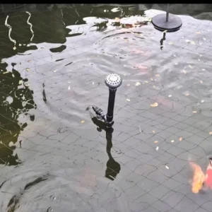 Koi and goldfish to go - Image 3