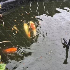 Koi and goldfish to go