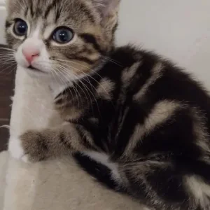 4 beautiful 8 week old kittens - Image 2
