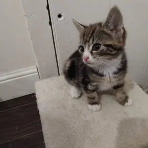 4 beautiful 8 week old kittens - Image 3