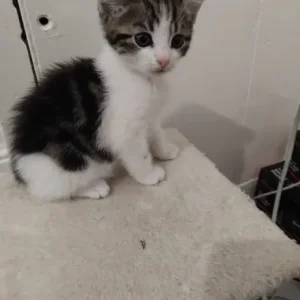 4 beautiful 8 week old kittens - Image 4