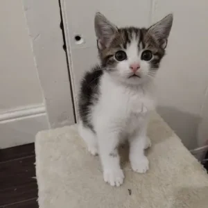 4 beautiful 8 week old kittens - Image 5