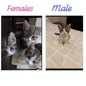 4 beautiful 8 week old kittens