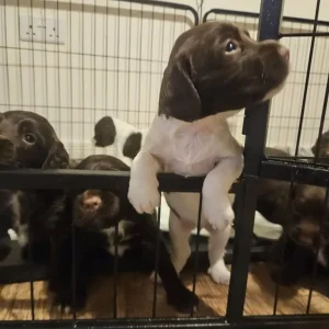 Sprocker Puppies - Image 2