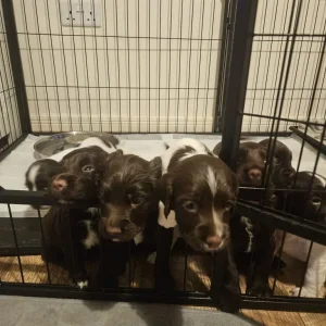 Sprocker Puppies - Image 3