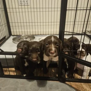 Sprocker Puppies - Image 4