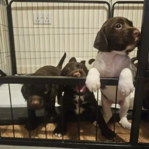 Sprocker Puppies - Image 5