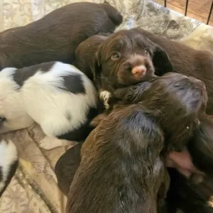 Sprocker Puppies - Image 6
