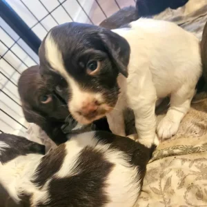 Sprocker Puppies - Image 7