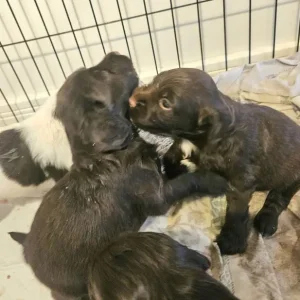 Sprocker Puppies - Image 8