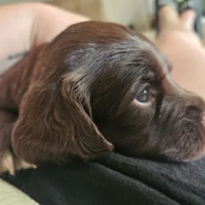 Sprocker Puppies