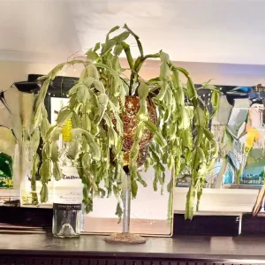 Large cactus in glass goblet container, very old, low maintenance - Image 2