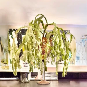 Large cactus in glass goblet container, very old, low maintenance - Image 4