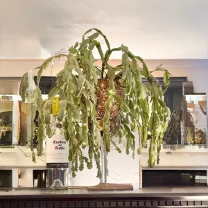 Large cactus in glass goblet container, very old, low maintenance - Image 6