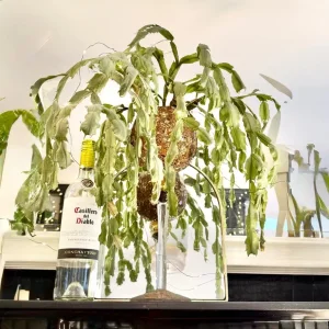 Large cactus in glass goblet container, very old, low maintenance