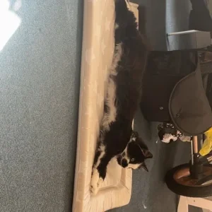Maine Coon x Ragdoll mix - Image 2
