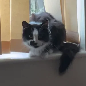 Maine Coon x Ragdoll mix - Image 3