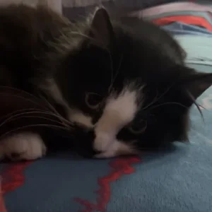 Maine Coon x Ragdoll mix - Image 6