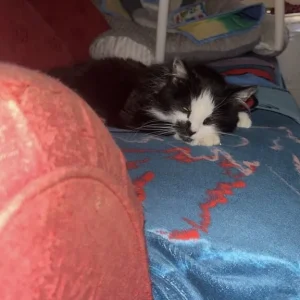Maine Coon x Ragdoll mix - Image 7