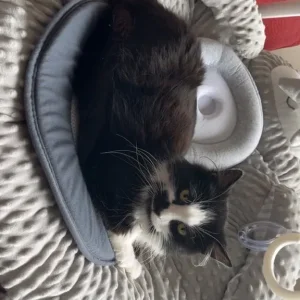 Maine Coon x Ragdoll mix - Image 8