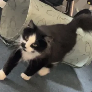 Maine Coon x Ragdoll mix