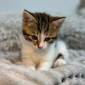 Kitten - Image 2