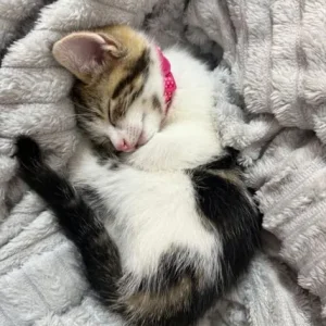 Kitten - Image 3