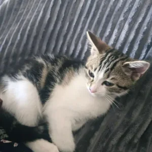 Kitten - Image 4