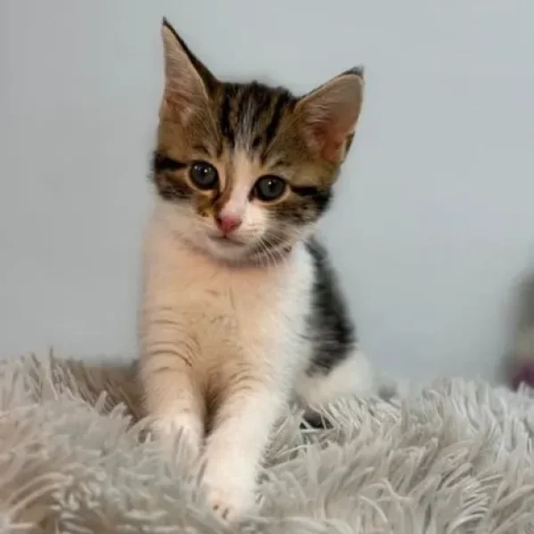 Kitten